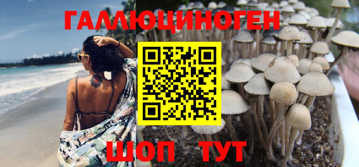 Волоколамск  Псилоцибиновые грибы прущие грибы  Вход с VPN 